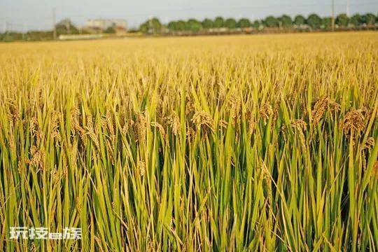 小麦和水稻哪个播种范围广(哪种作物的种植面积更大)-图片3